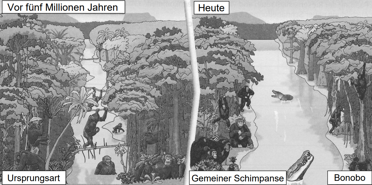 Links Urwald vor 5 Mio. Jahren mit frühen Menschenaffen, rechts heutige Schimpansen und Bonobos am Fluss